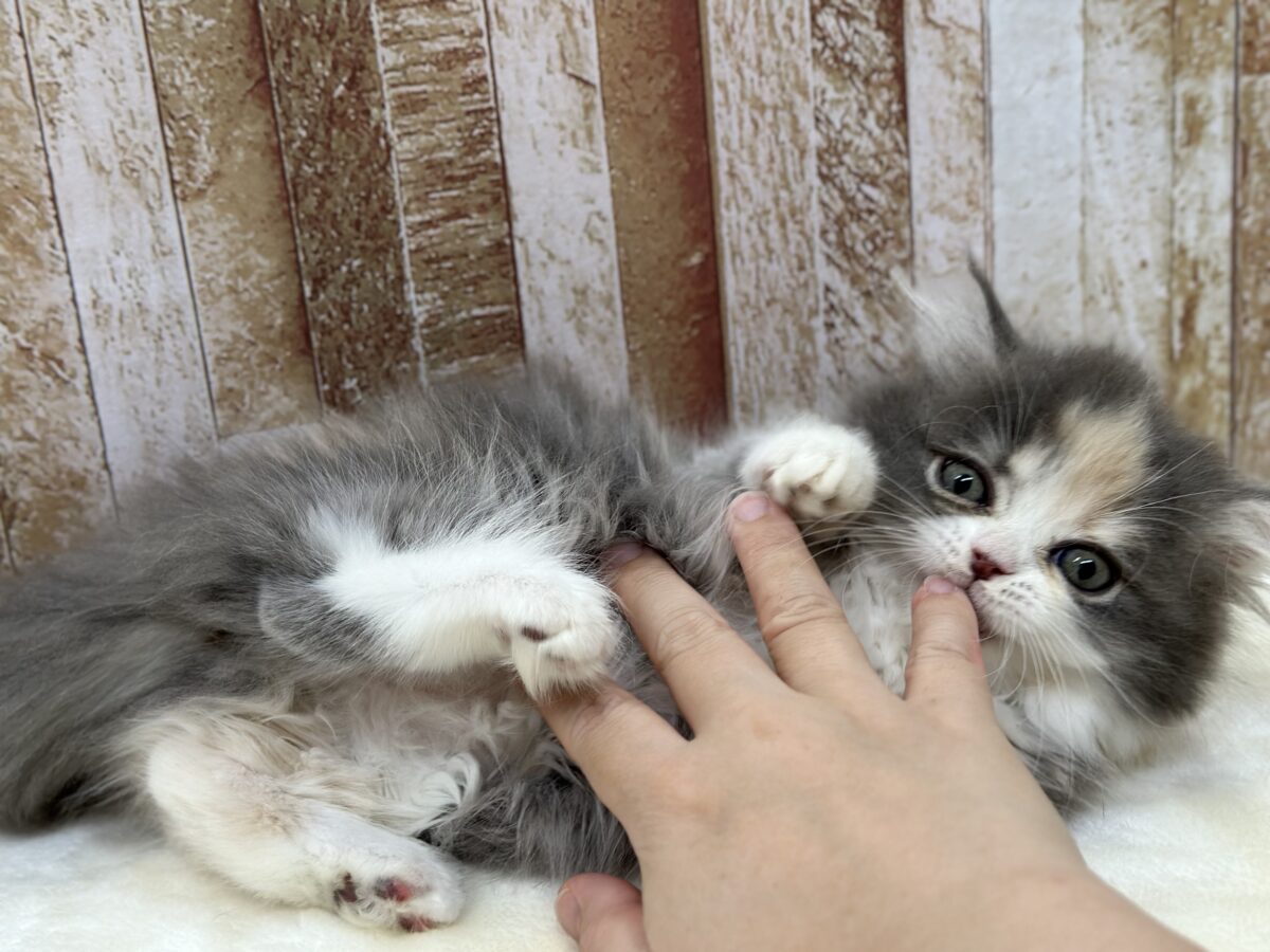 ミヌエット