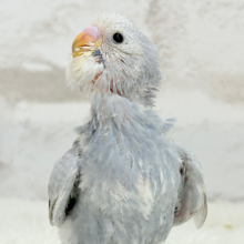 【最新画像更新🪄】ほわっ♡ふわっ♡わた毛に包まれた天使ちゃん🪅セキセイインコ(スパングル) ヒナ