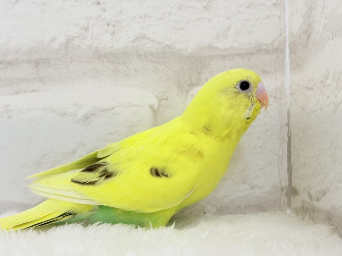 セキセイインコ