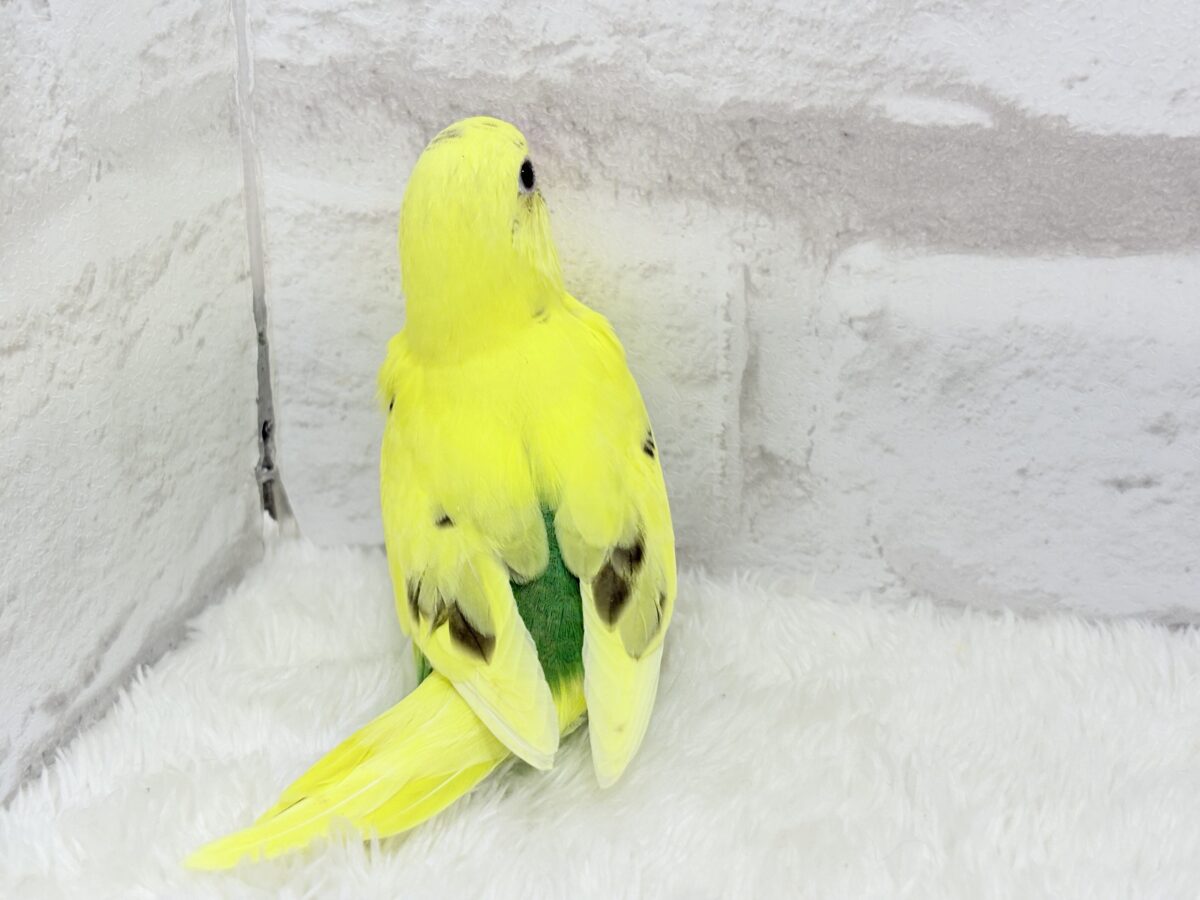 セキセイインコ