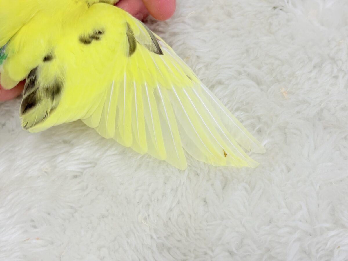 セキセイインコ