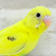 【最新画像更新🪄】プリティーなタレ目フェイス🐣💛セキセイインコ(黄色ハルクイン) ヒナ