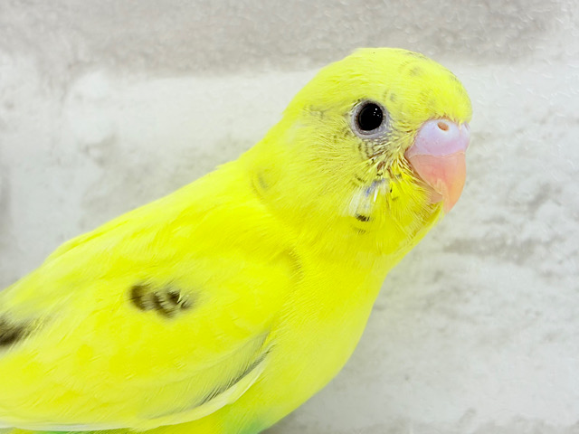 【最新画像更新🪄】プリティーなタレ目フェイス🐣💛セキセイインコ(黄色ハルクイン) ヒナ