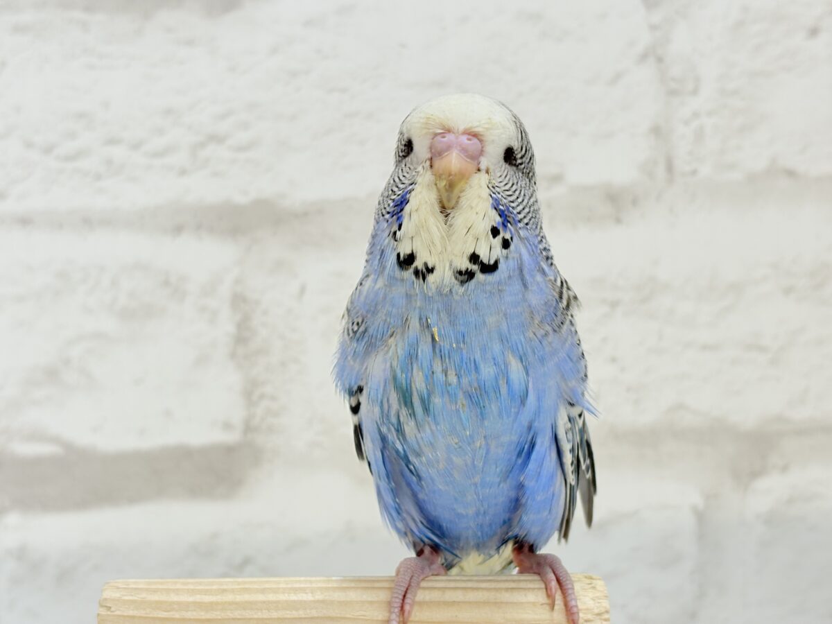 【最新画像・動画更新🪄ひとり餌になりました☆】久々登場🐥💙もっふりさん☆ジャンボセキセイインコ(ノーマル) ヒナ ジャンボセキセイインコ