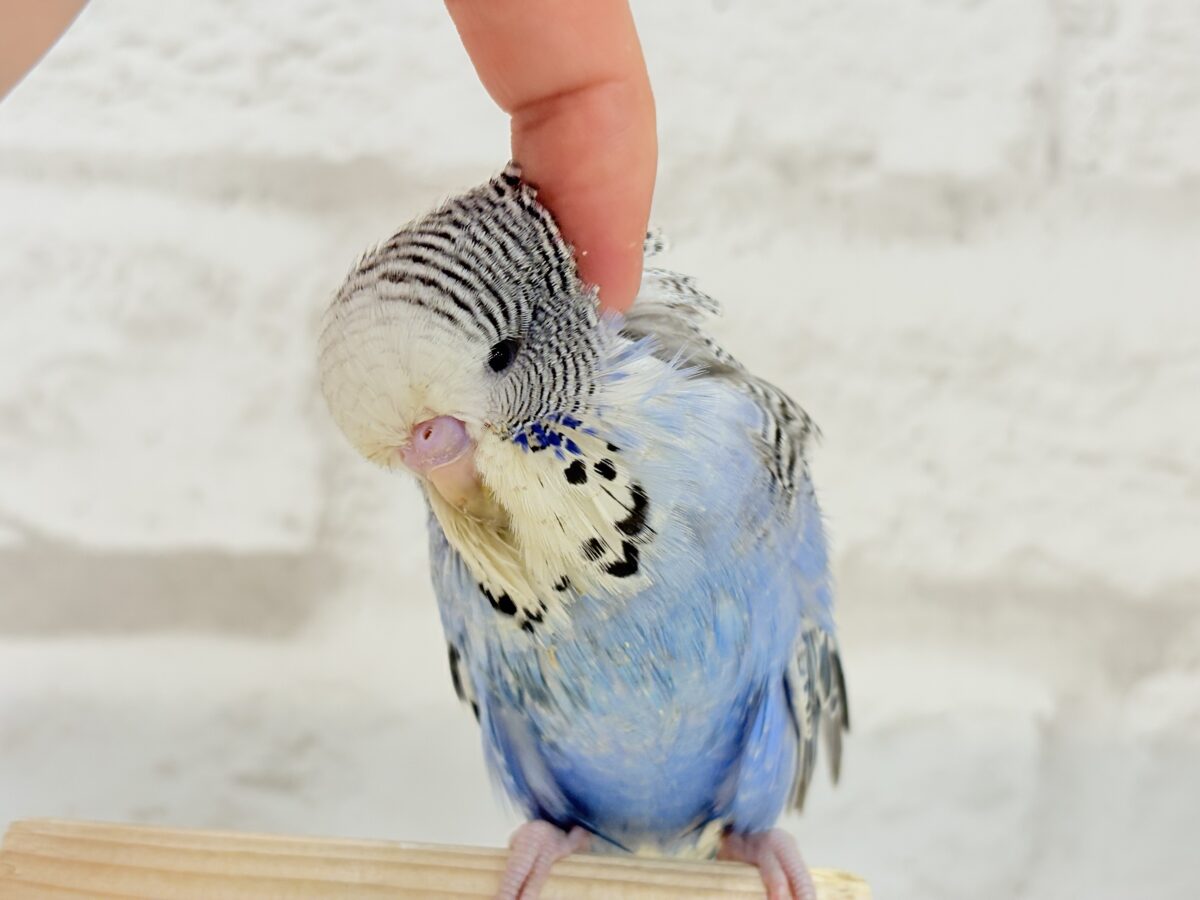 【最新画像・動画更新🪄ひとり餌になりました☆】久々登場🐥💙もっふりさん☆ジャンボセキセイインコ(ノーマル) ヒナ ジャンボセキセイインコ