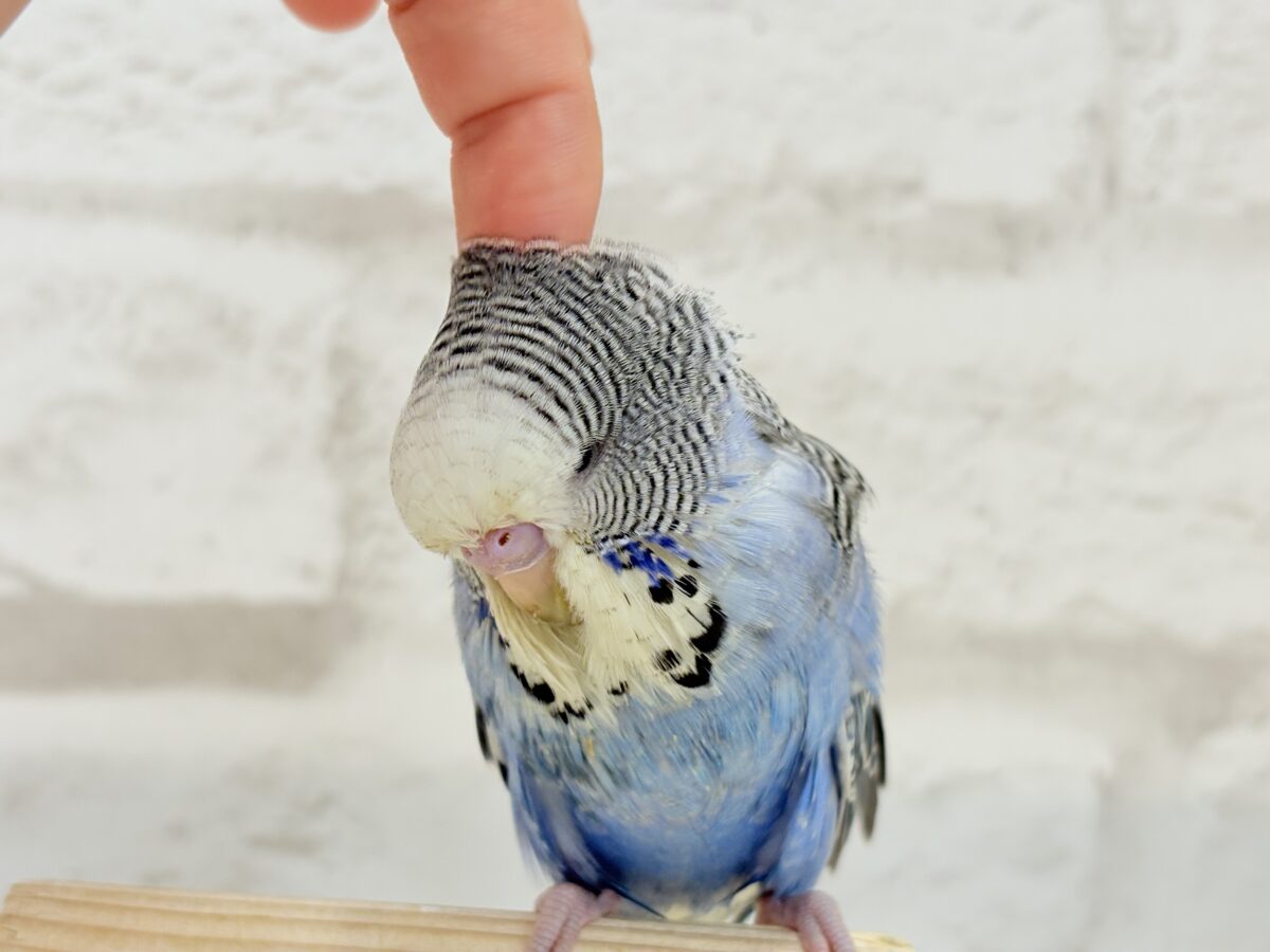 【最新画像・動画更新🪄ひとり餌になりました☆】久々登場🐥💙もっふりさん☆ジャンボセキセイインコ(ノーマル) ヒナ ジャンボセキセイインコ