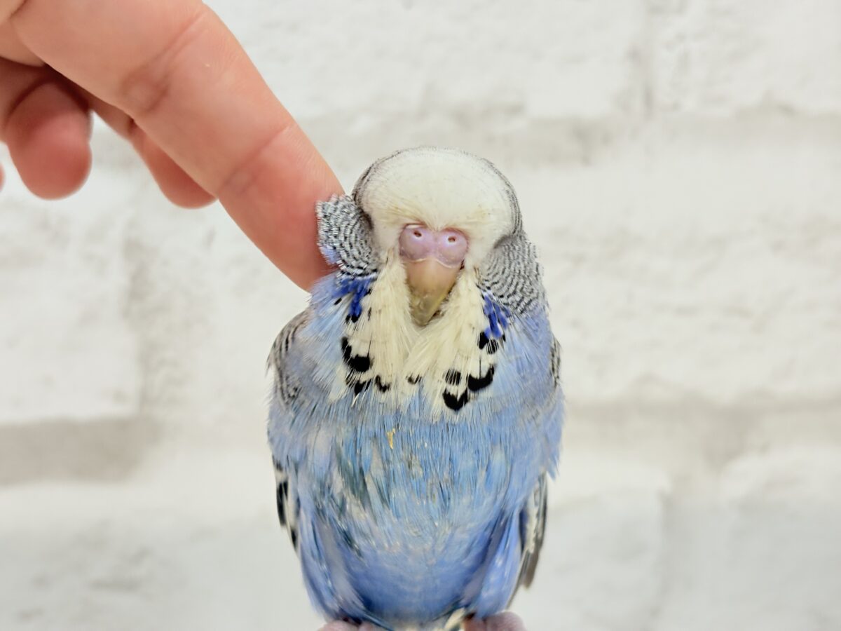ジャンボセキセイインコ