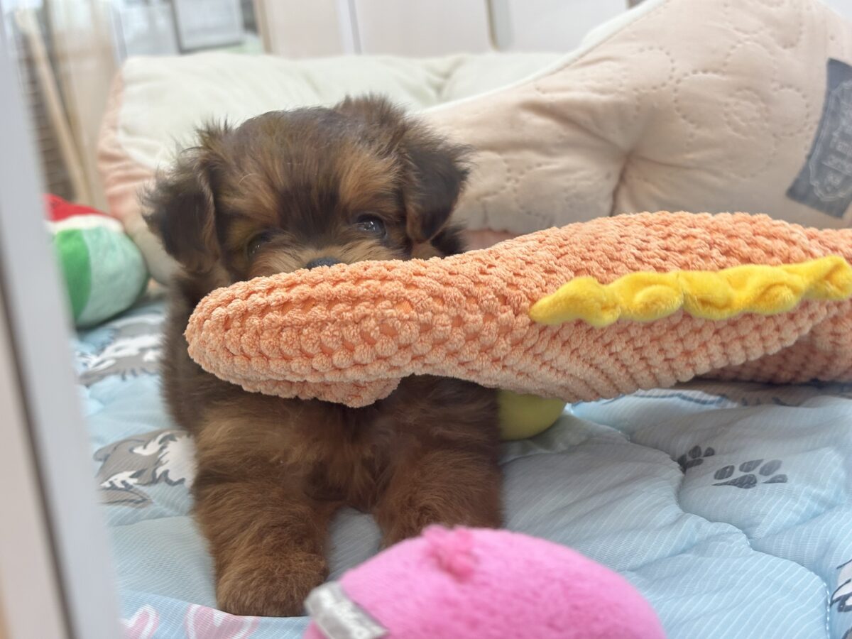 ポメプー