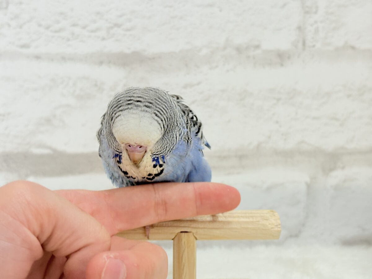 ジャンボセキセイインコ