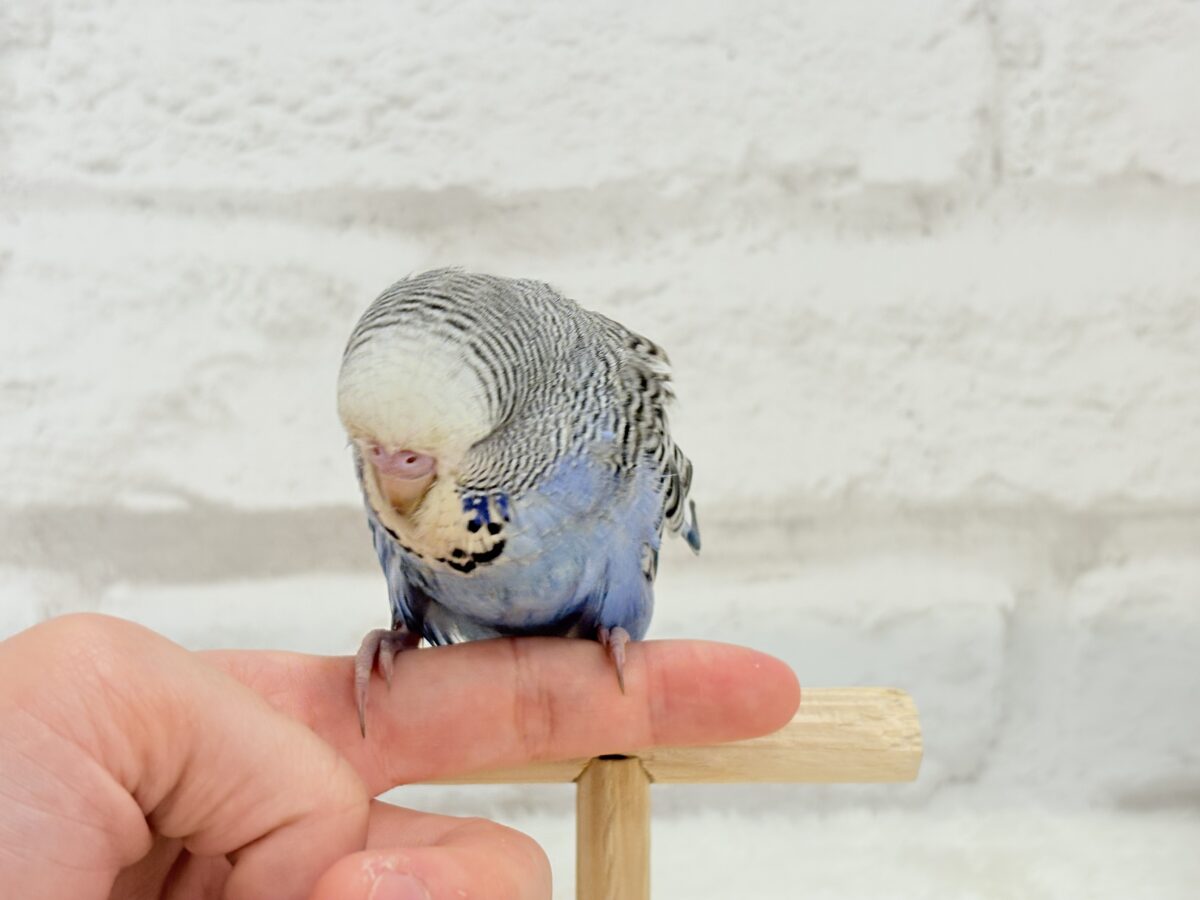 【最新画像・動画更新🪄ひとり餌になりました☆】久々登場🐥💙もっふりさん☆ジャンボセキセイインコ(ノーマル) ヒナ ジャンボセキセイインコ