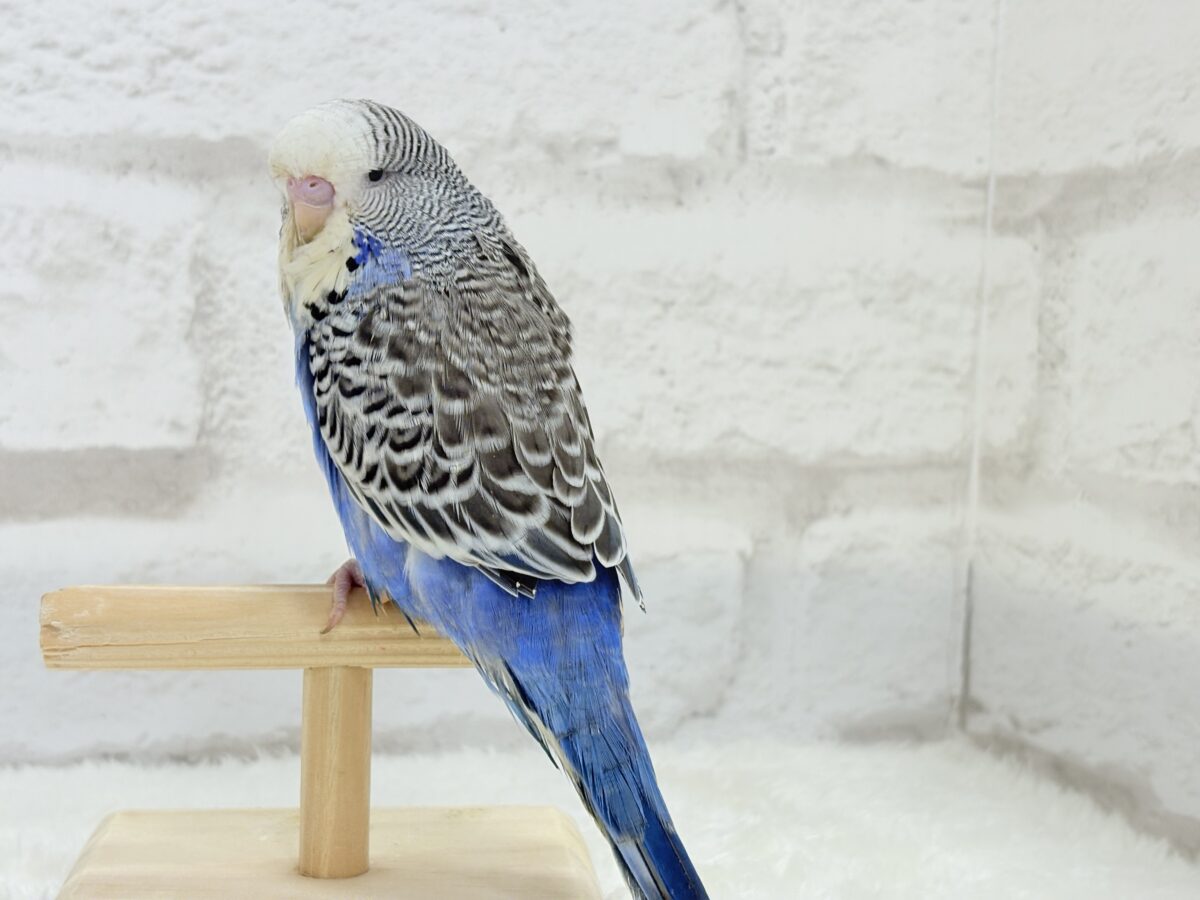 ジャンボセキセイインコ