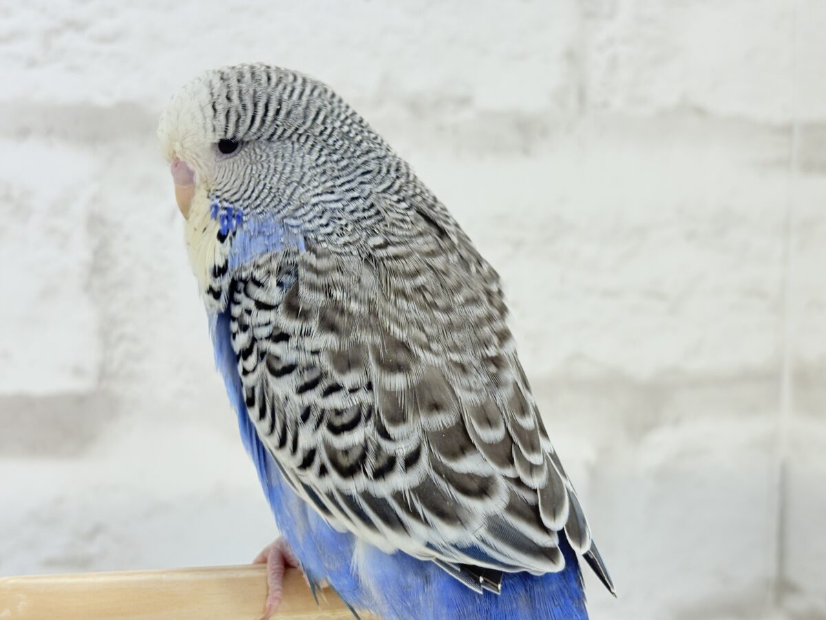 ジャンボセキセイインコ