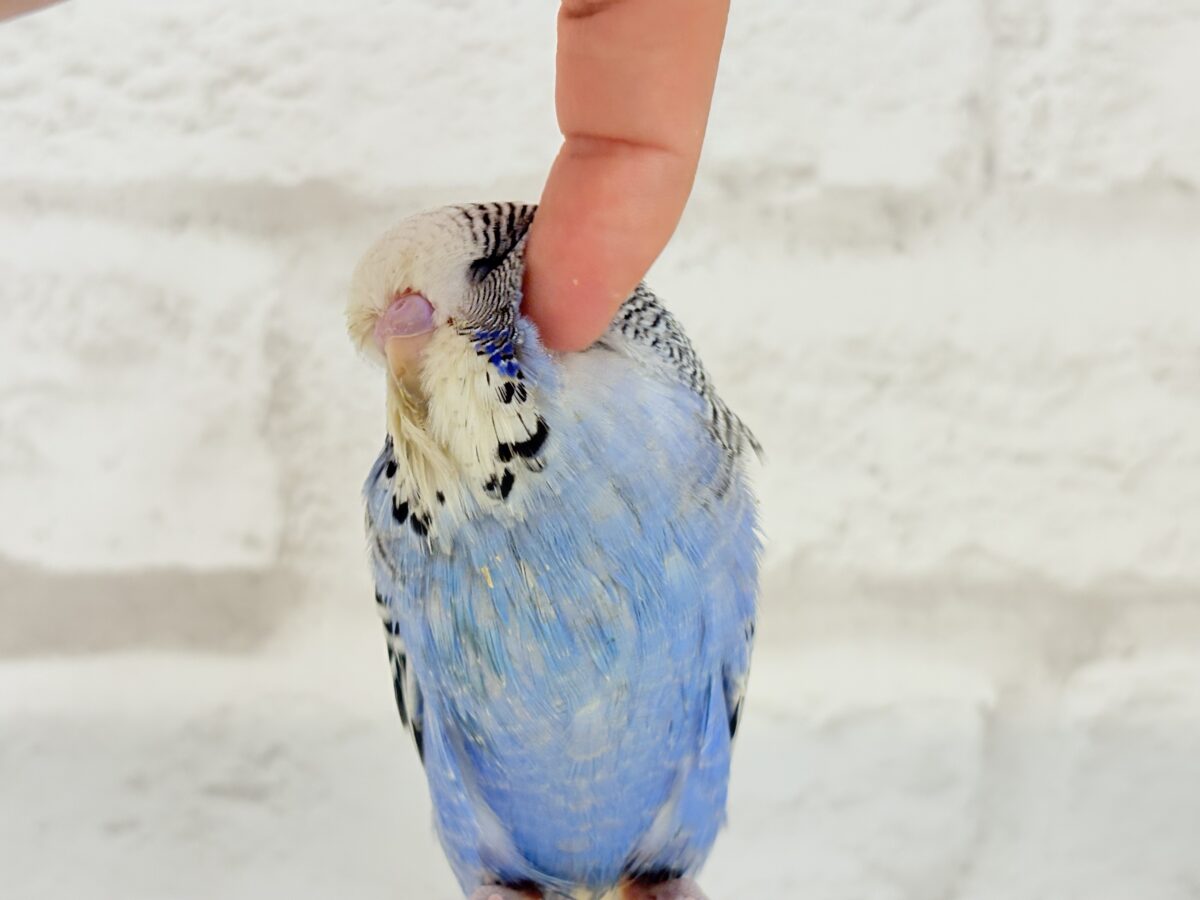 ジャンボセキセイインコ