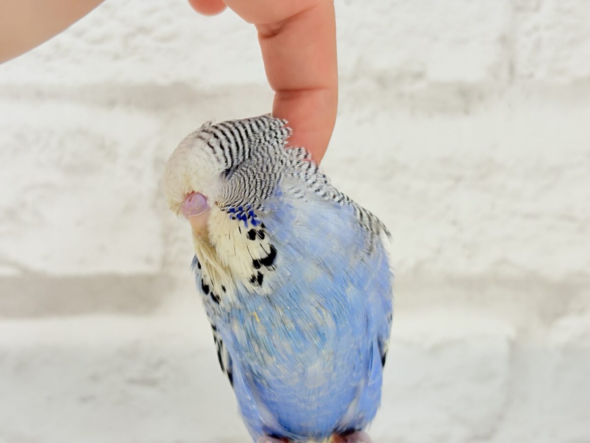 ジャンボセキセイインコ