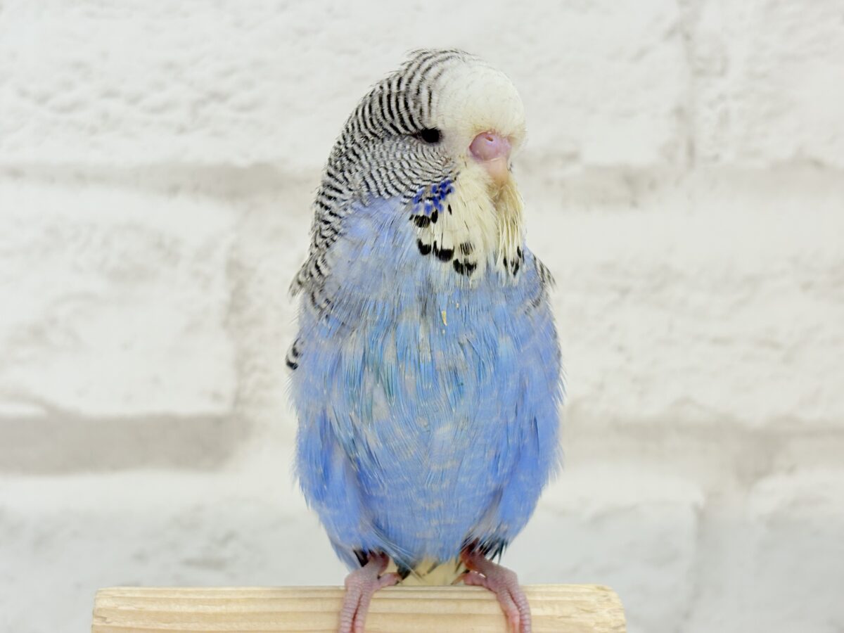 ジャンボセキセイインコ