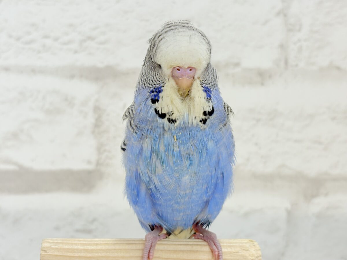 【最新画像・動画更新🪄ひとり餌になりました☆】久々登場🐥💙もっふりさん☆ジャンボセキセイインコ(ノーマル) ヒナ ジャンボセキセイインコ