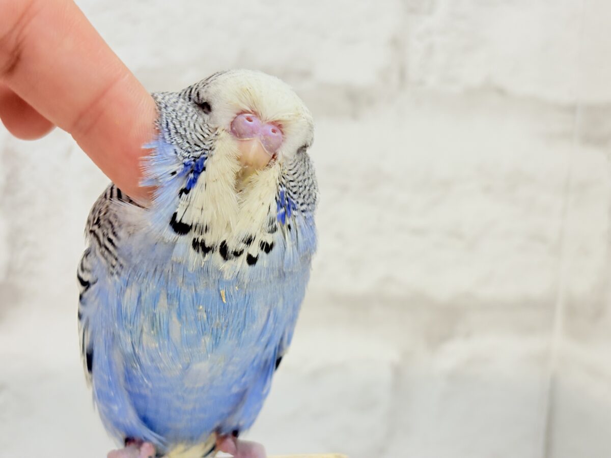 ジャンボセキセイインコ