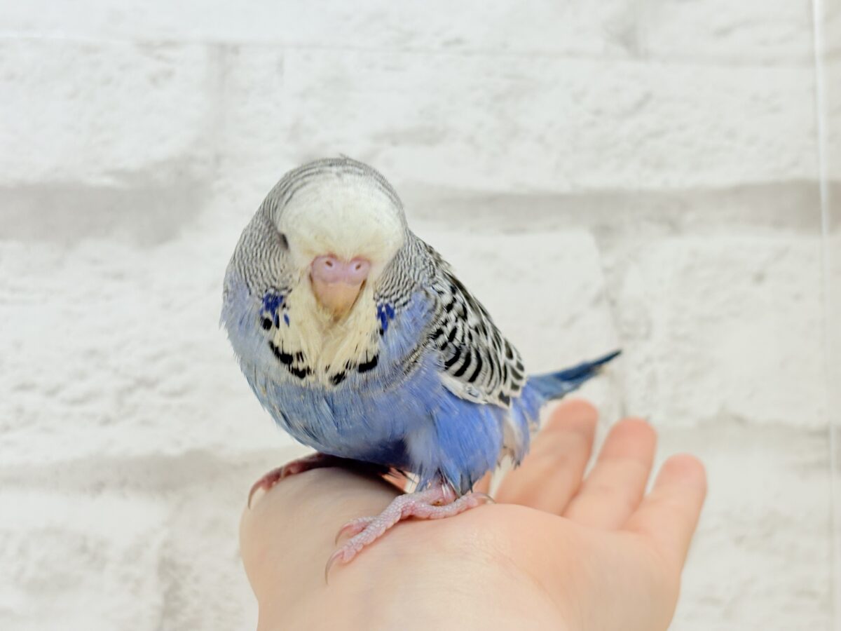 【最新画像・動画更新🪄ひとり餌になりました☆】久々登場🐥💙もっふりさん☆ジャンボセキセイインコ(ノーマル) ヒナ ジャンボセキセイインコ