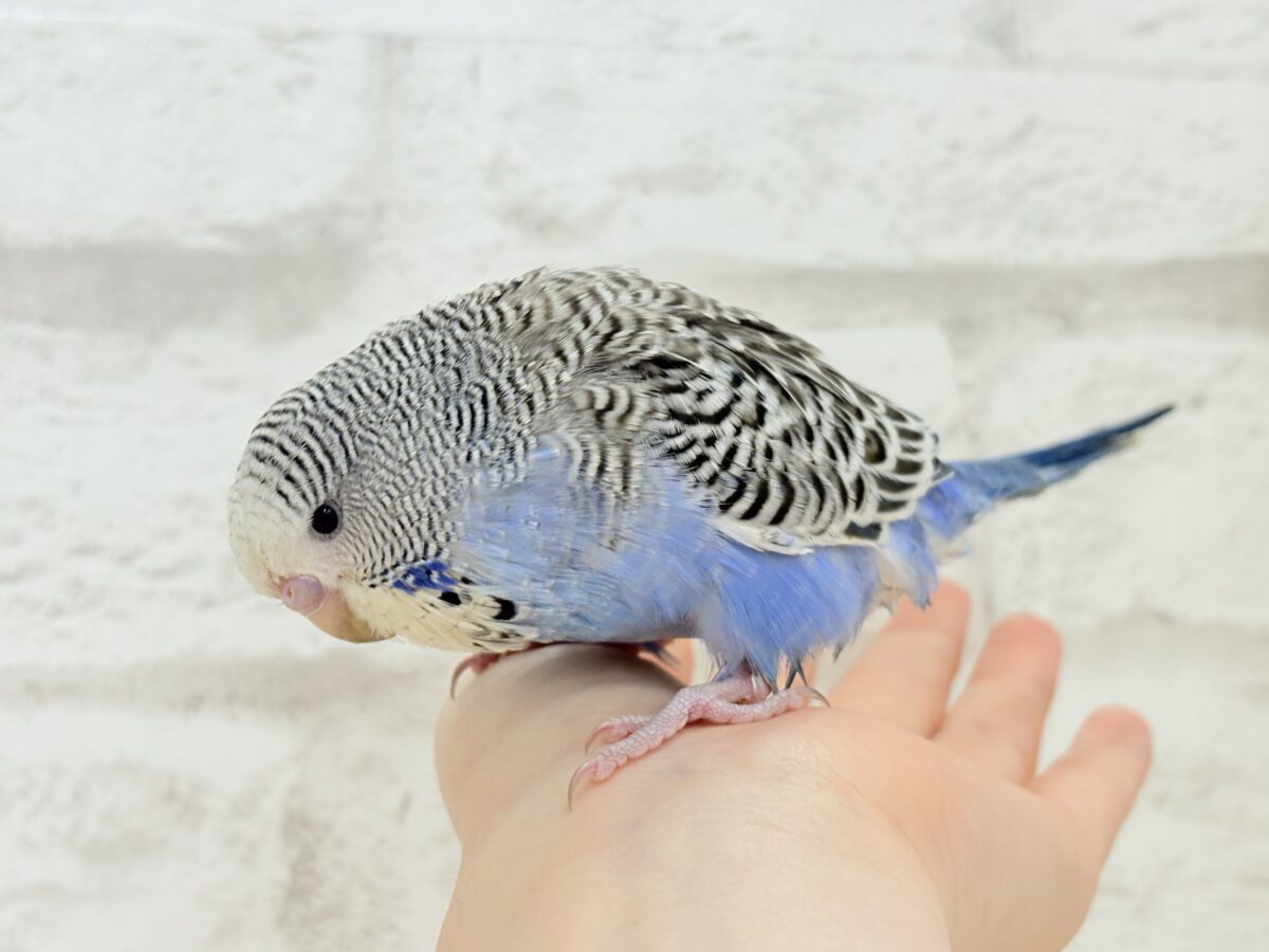 ジャンボセキセイインコ