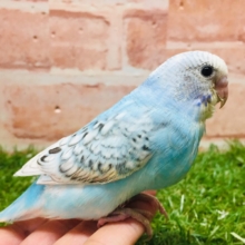ブルースパングルカラーのセキセイちゃんがやってきましたよ～💙💙💙　セキセイインコ