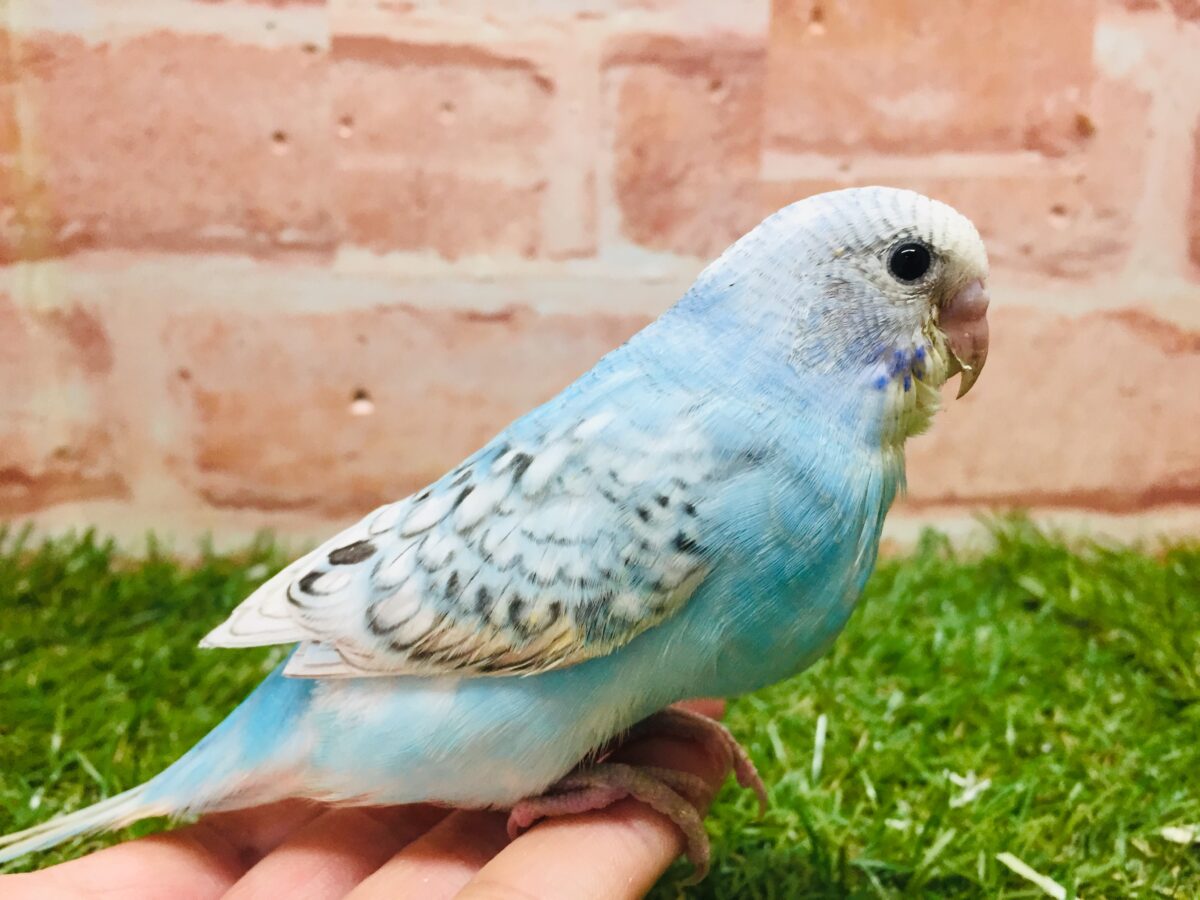 ブルースパングルカラーのセキセイちゃんがやってきましたよ~💙💙💙 セキセイインコ セキセイインコ