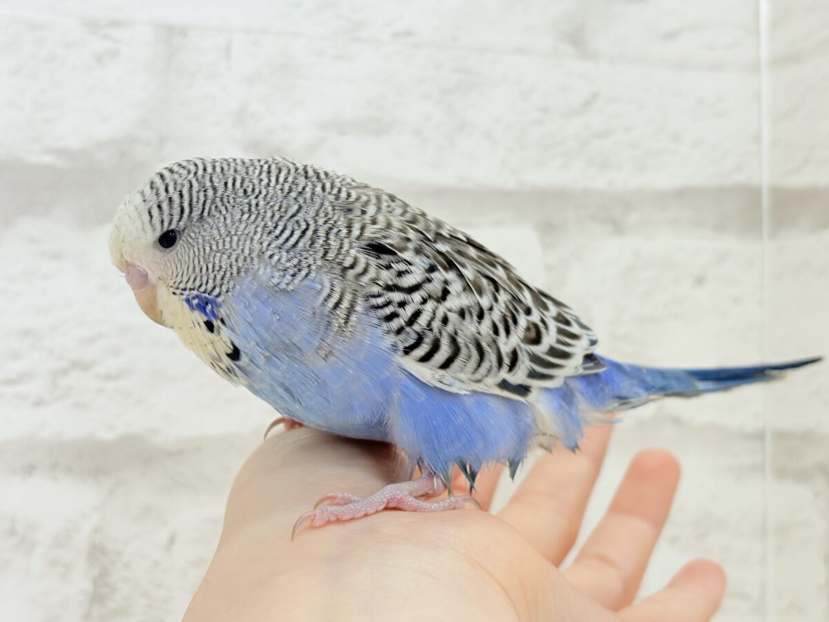 【最新画像・動画更新🪄ひとり餌になりました☆】久々登場🐥💙もっふりさん☆ジャンボセキセイインコ(ノーマル) ヒナ ジャンボセキセイインコ