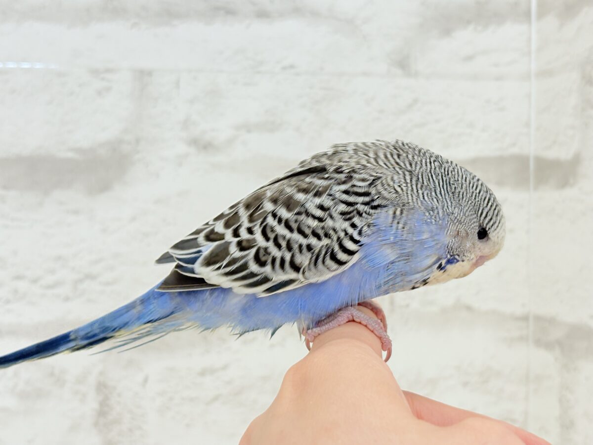 ジャンボセキセイインコ