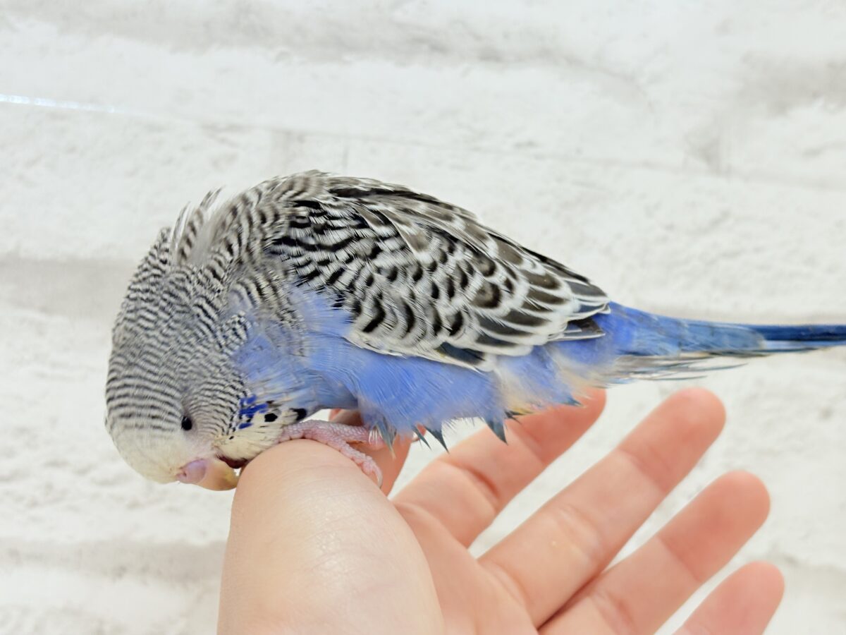 【最新画像・動画更新🪄ひとり餌になりました☆】久々登場🐥💙もっふりさん☆ジャンボセキセイインコ(ノーマル) ヒナ ジャンボセキセイインコ