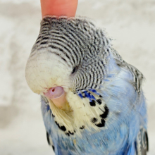 【最新画像更新🪄もうすぐひとり餌‪☆】久々登場🐥💙もっふりさん‪☆ジャンボセキセイインコ(ノーマル) ヒナ