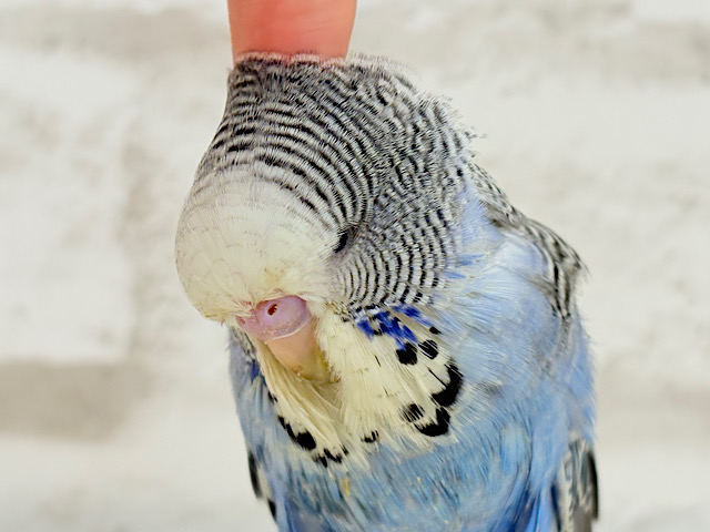 【最新画像・動画更新🪄ひとり餌になりました☆】久々登場🐥💙もっふりさん☆ジャンボセキセイインコ(ノーマル) ヒナ 【最新画像・動画更新🪄ひとり餌になりました☆】久々登場🐥💙もっふりさん☆ジャンボセキセイインコ(ノーマル) ヒナ