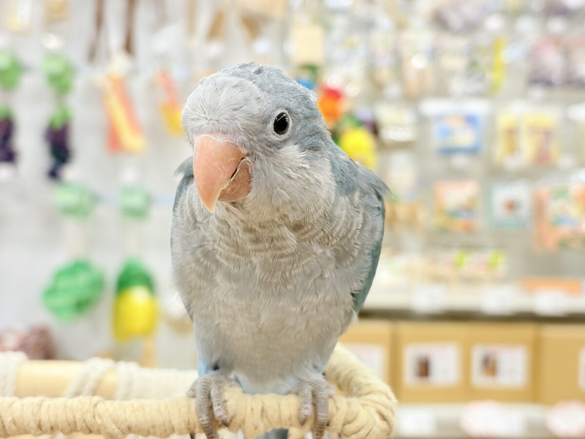 オキナインコ