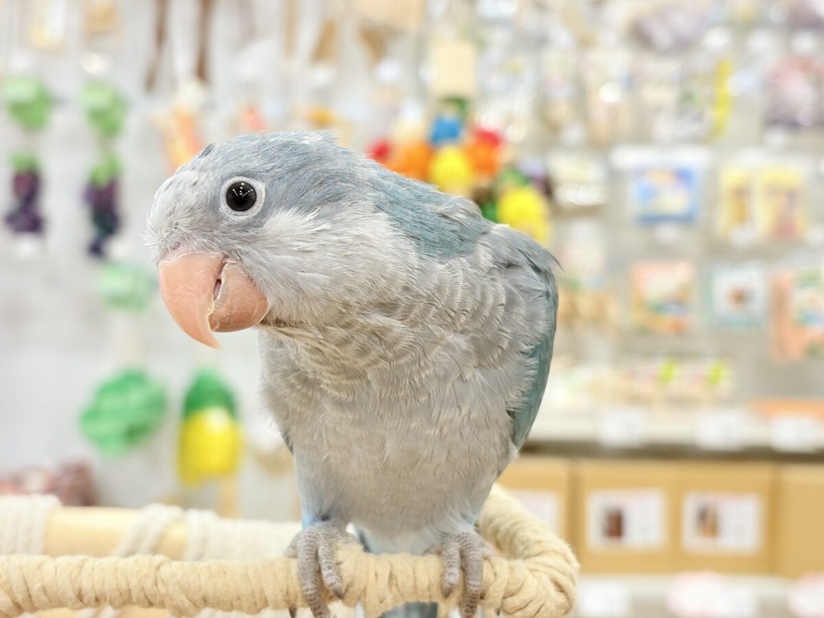 オキナインコ