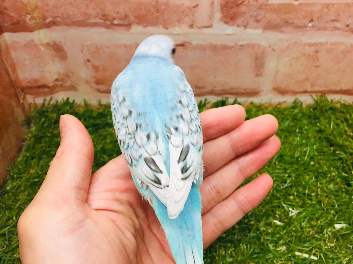 ブルースパングルカラーのセキセイちゃんがやってきましたよ~💙💙💙 セキセイインコ セキセイインコ
