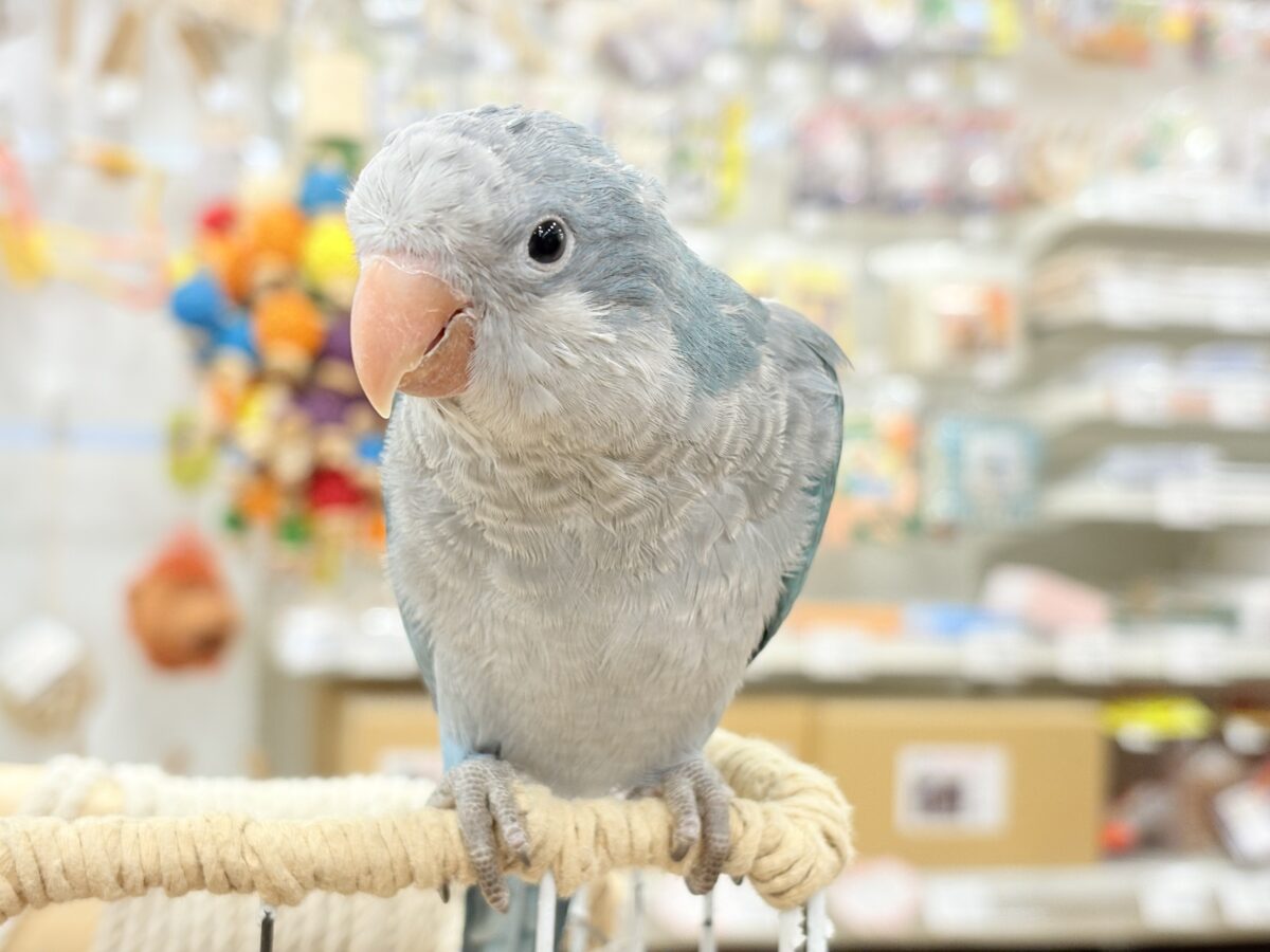 【最新画像更新🪄もうすぐひとり餌☆】飛びきりのスマイル😊ウケケケダンスに魅了されちゃう((🐣))🪇💖オキナインコ(ブルー) ヒナ オキナインコ