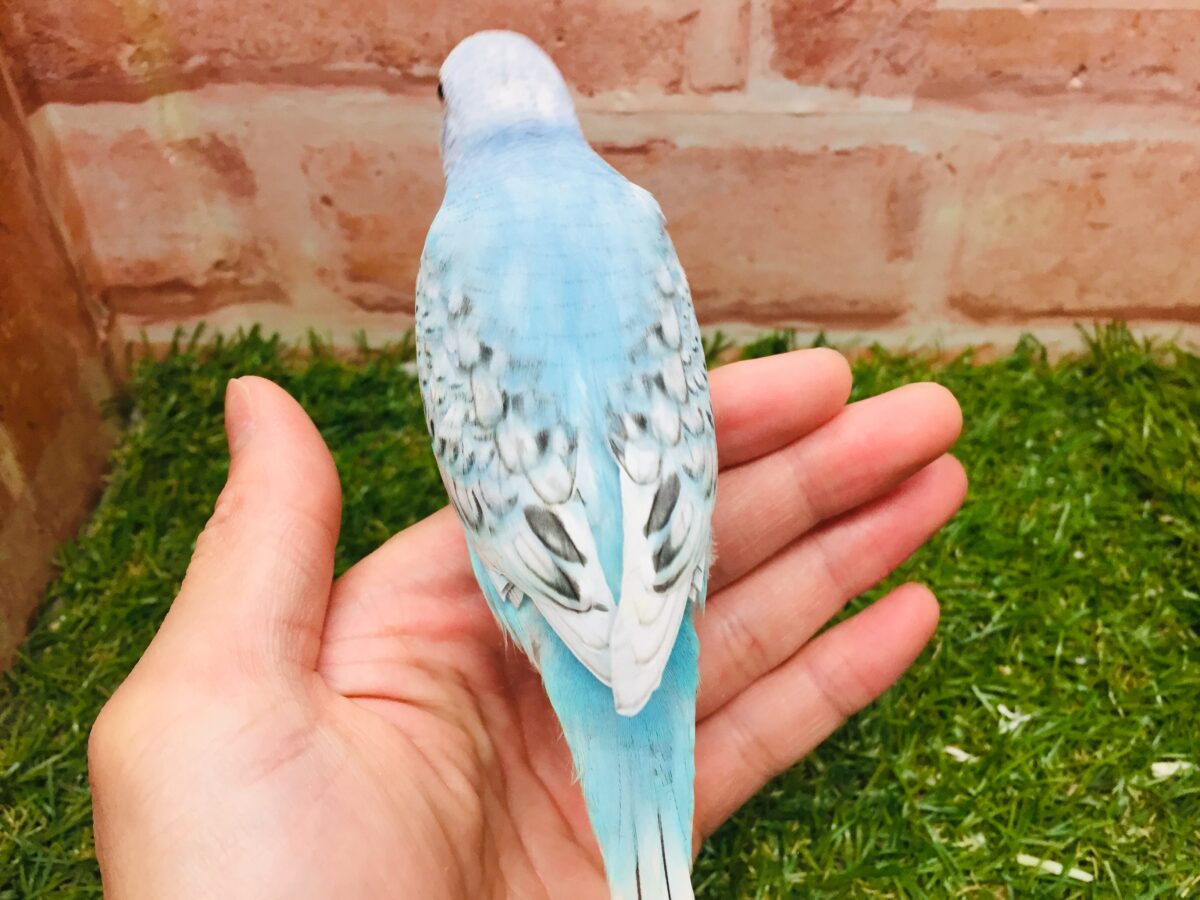 ブルースパングルカラーのセキセイちゃんがやってきましたよ~💙💙💙 セキセイインコ セキセイインコ