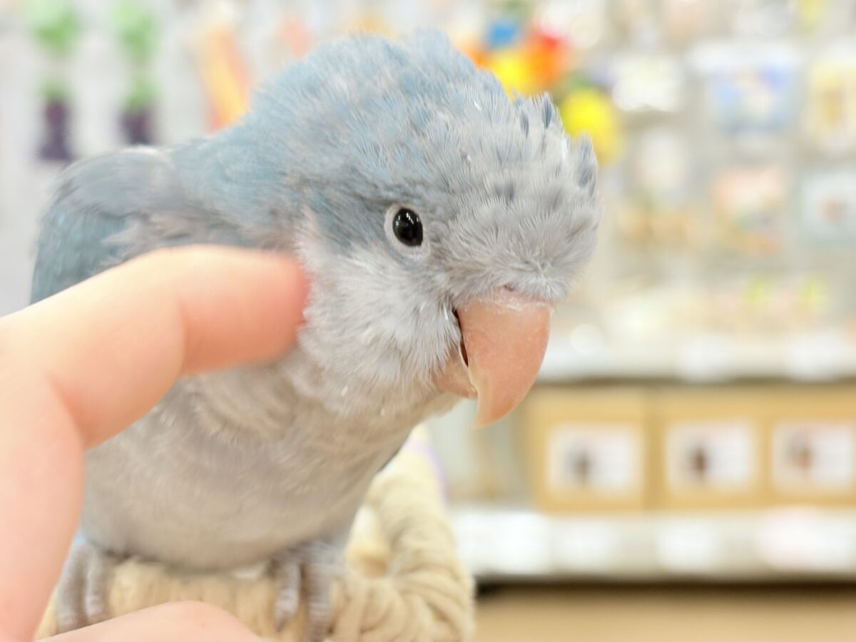 最新画像更新🪄もうすぐひとり餌‪☆】飛びきりのスマイル😊ウケケケ‬