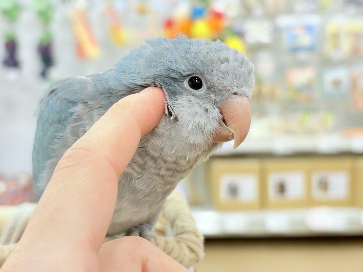 【最新画像更新🪄もうすぐひとり餌☆】飛びきりのスマイル😊ウケケケダンスに魅了されちゃう((🐣))🪇💖オキナインコ(ブルー) ヒナ オキナインコ