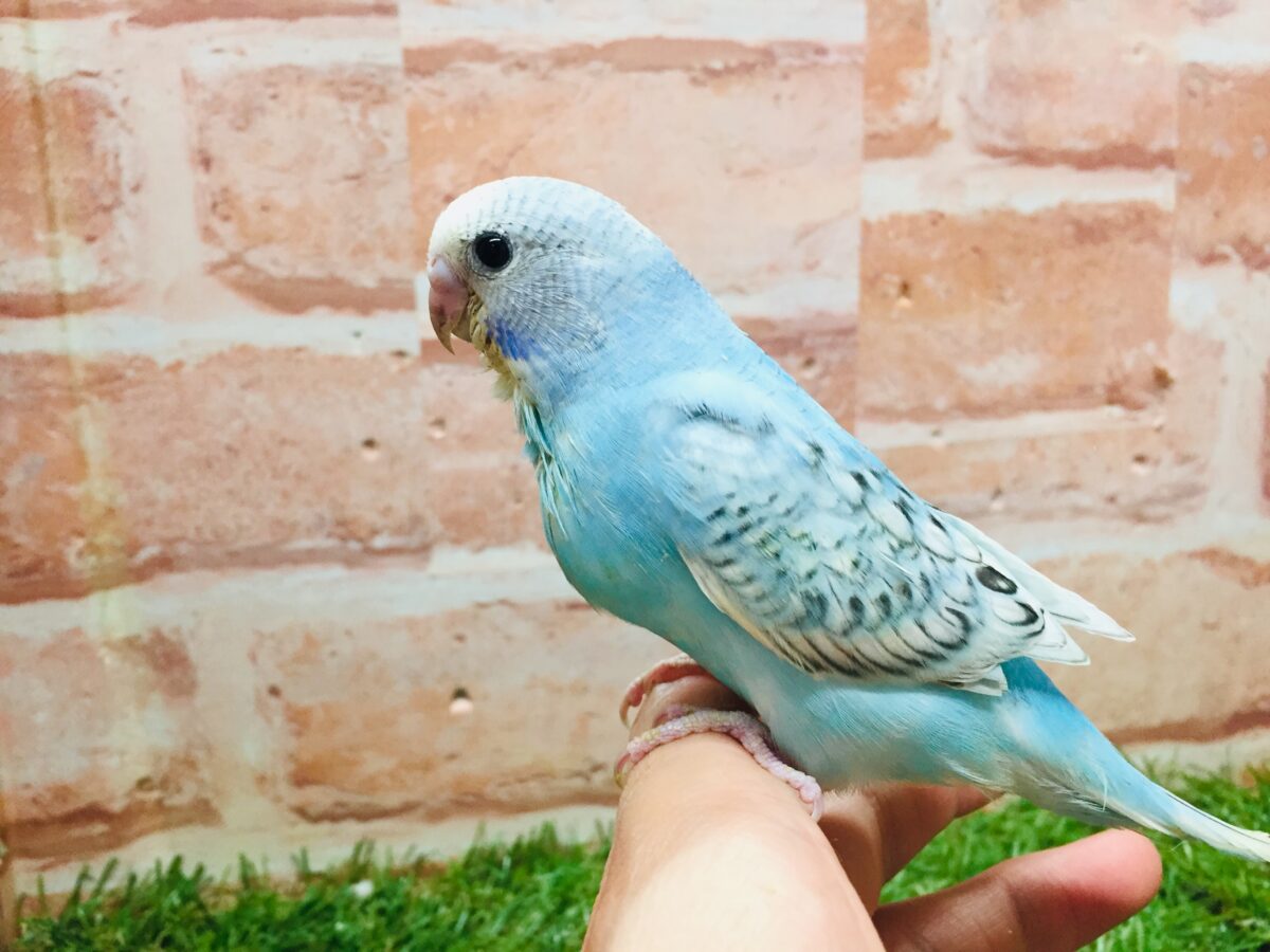 ブルースパングルカラーのセキセイちゃんがやってきましたよ~💙💙💙 セキセイインコ セキセイインコ
