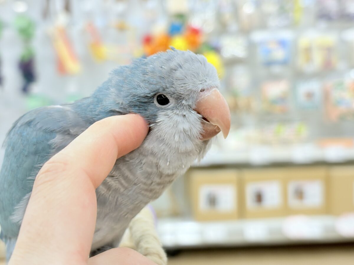 オキナインコ