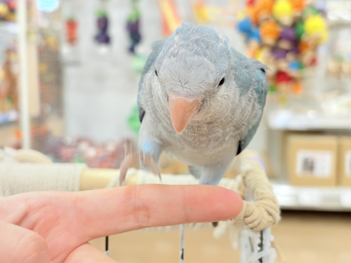 オキナインコ
