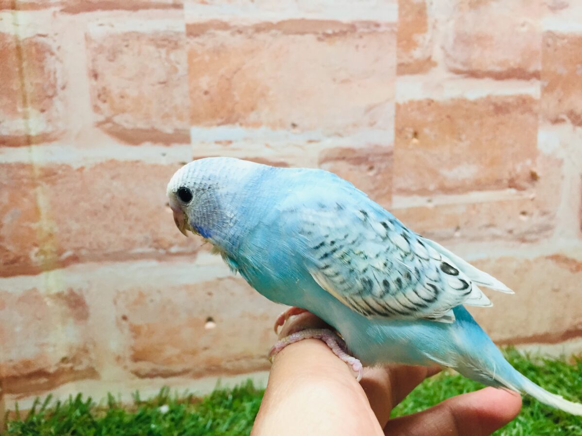 ブルースパングルカラーのセキセイちゃんがやってきましたよ~💙💙💙 セキセイインコ セキセイインコ
