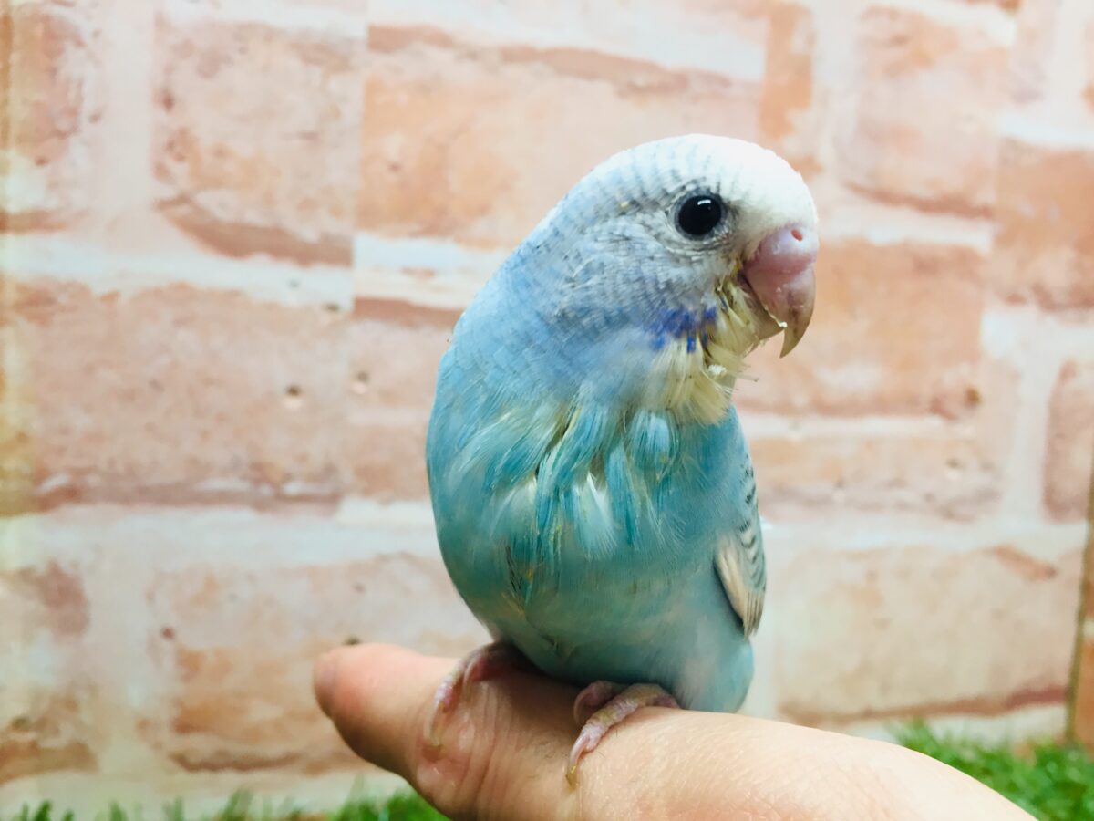ブルースパングルカラーのセキセイちゃんがやってきましたよ~💙💙💙 セキセイインコ セキセイインコ