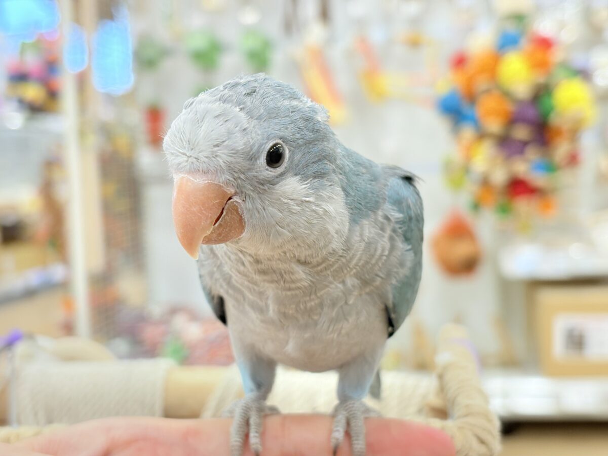 【最新画像更新🪄もうすぐひとり餌☆】飛びきりのスマイル😊ウケケケダンスに魅了されちゃう((🐣))🪇💖オキナインコ(ブルー) ヒナ オキナインコ