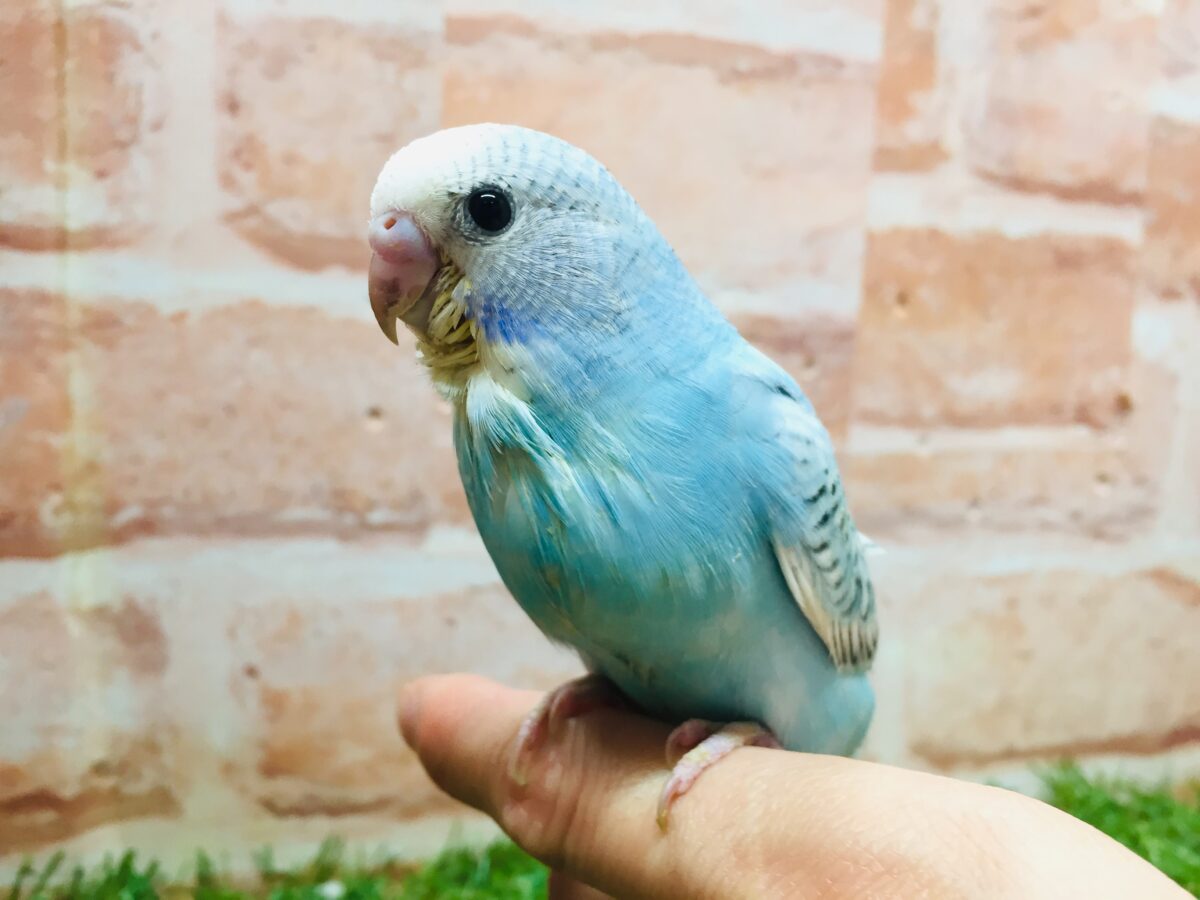ブルースパングルカラーのセキセイちゃんがやってきましたよ~💙💙💙 セキセイインコ セキセイインコ