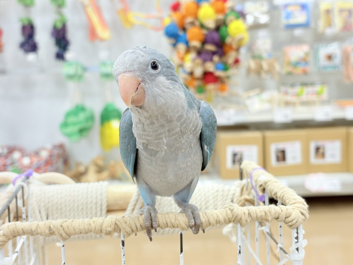 【最新画像更新🪄もうすぐひとり餌☆】飛びきりのスマイル😊ウケケケダンスに魅了されちゃう((🐣))🪇💖オキナインコ(ブルー) ヒナ オキナインコ