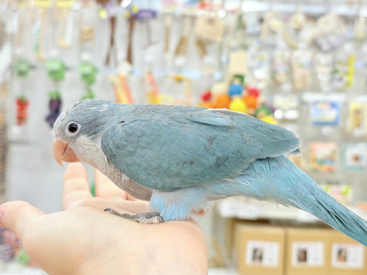 オキナインコ
