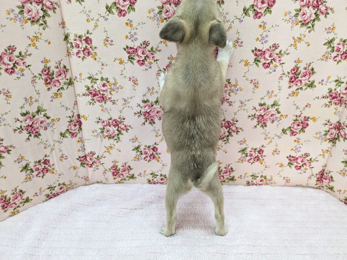 チワパグ