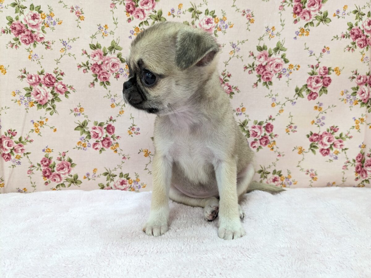 チワパグ