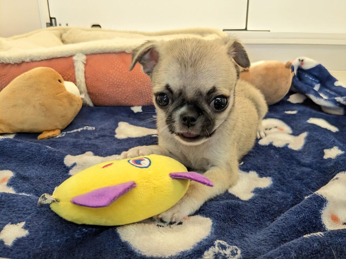 チワパグ