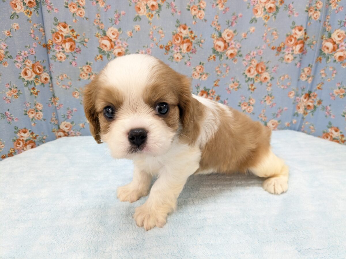ごっつあんです！！横綱級の可愛さ💗　キャバリアの男のコ　2026/6/4撮影